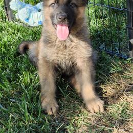 Xander - Sable male German Shepherd puppy in Whitewater, California from Vom Haus Metzler Shepherds