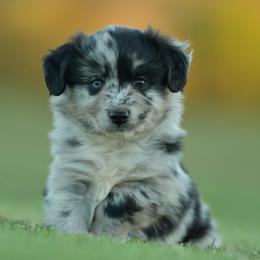 Marnie - Blue merle female Miniature Australian Shepherd puppy in Hartman, Arkansas from Southern Edition Aussies