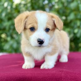 Frosty - White and red male Pembroke Welsh Corgi puppy in Saint Ignatius, Montana from Rustic Barn Kennels