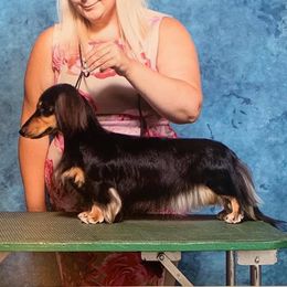 Juneau - Dachshund
