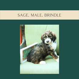 Sage - Tri-color Bernedoodle puppy in Woodland, Georgia from Bethel Doodle Ranch