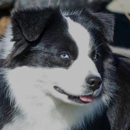 Po - Miniature Australian Shepherd