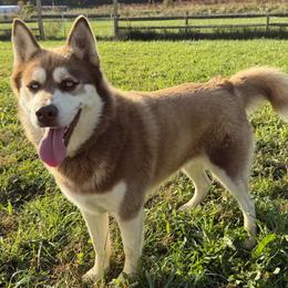Siberian Huskies from Nyzen Farms