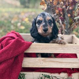 Silky dapple - Dapple male Dachshund puppy in Nashville, Arkansas from Whisenhunt Farms