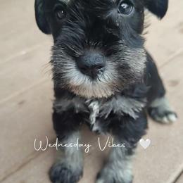 Jupiter - Salt and pepper male Miniature Schnauzer puppy in Atascadero, California from Zion Miniature Schnauzers