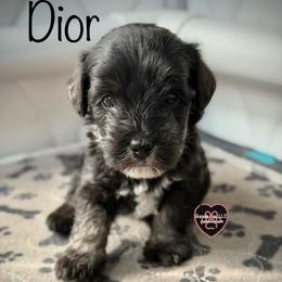 7 Dior - Black and white female Schnoodle puppy in Saint Augustine, Florida from Gunnie Luv, LLC