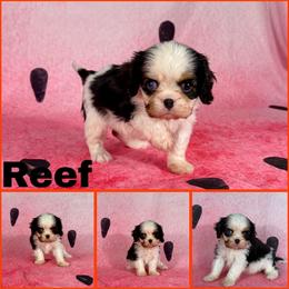Reef - Tri-color male Cavalier King Charles Spaniel puppy in De Pere, Wisconsin from Rose Garden Kennels