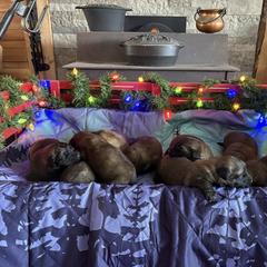 Baby boy 5 - Reddish brown male Leonberger puppy in Brandywine, Maryland from QVR Labradors, Leonbergers and Frenchies