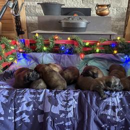 Baby boy 5 - Reddish brown male Leonberger puppy in Brandywine, Maryland from QVR Labradors, Leonbergers and Frenchies