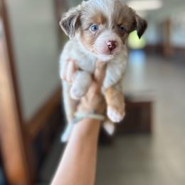 Tigger - Red merle male Toy Australian Shepherd puppy in Clarkesville, Georgia from North Georgia Gems