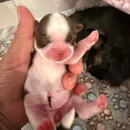Girl 1 - Liver and white female Shih Tzu puppy in Hanford, California from MeMaw Shih Tzus