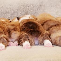 Pembroke Welsh Corgi Puppies from Whimsical Treasure Corgis