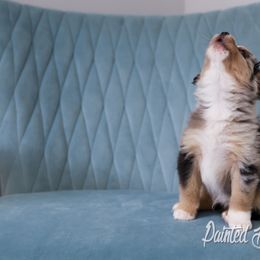 Australian Shepherd, Miniature American Shepherd, Miniature Australian Shepherd, and Toy Australian Shepherd Puppies from Painted Blue Aussies