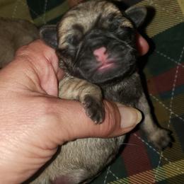 Bunny - Fawn female Pug puppy in Gadsden, Alabama from Carla's Pugs