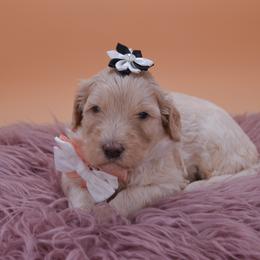 Rosalie white collar - Cream female Goldendoodle puppy in Lexington, North Carolina from Deborah’s Doodles