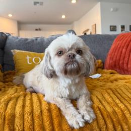 Poppy - Brindle female Shih Tzu puppy in Bakersfield, California from Little pumpkin Shih Tzu’s
