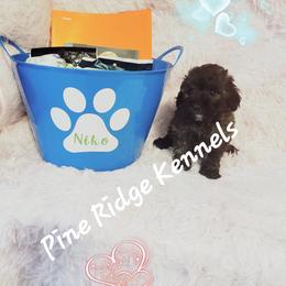 Poodle and Rottweiler Puppies from Pine Ridge Kennels