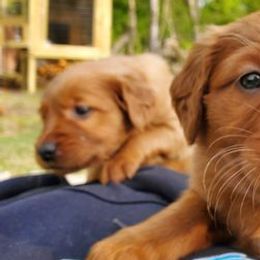 Golden Retrievers from Carolina's Goldcountry  Kennel