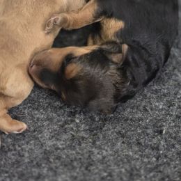 Black-red male - Black and tan male Lakeland Terrier puppy in Virginia from Goldmere Kennel