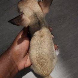Chihuahua Puppies from Maldonado Pet Life Breeder LLC.