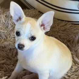 Gary - Cream and white male Chihuahua puppy in Amity, Pennsylvania from Rhoda and Verna