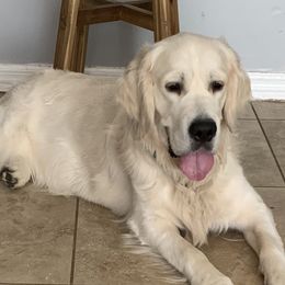 Simba - Golden Retriever