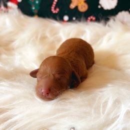 Red velvet - Red  male Goldendoodle puppy in Greenville, South Carolina from Lulu’s Doodles