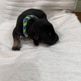 Purple Green - Bi-color male German Shepherd puppy in Gainesville, Georgia from Vom Haus Schair-Finest Working line German Shepherd Puppies