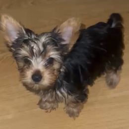 Cathy Airs - Black and gold female Yorkshire Terrier puppy in Tyler, Texas from YorkiStars