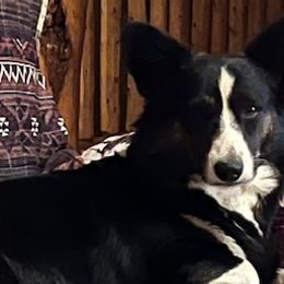 Cardigan Welsh Corgis from Aspen Peak Corgis