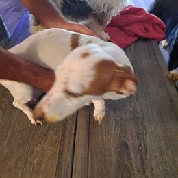 Minnie moo - Dachshund