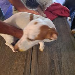 Minnie moo - Dachshund