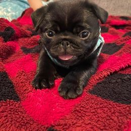 Pug Puppies from Mpabt by Heather Free