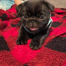 Pug Puppies from Mpabt by Heather Free