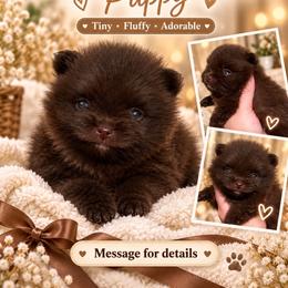 Max - Chocolate male Pomeranian puppy in El Paso, Texas from Texas quality pomeranians