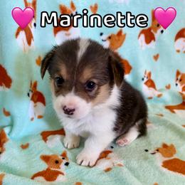 Marinette - Black and tan female Pembroke Welsh Corgi puppy in Corning, California from C.H. Pembroke Corgis