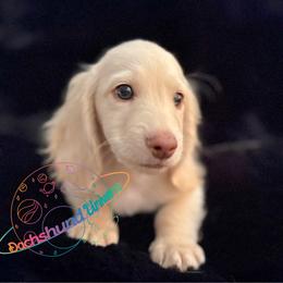 Aurora - Cream female Dachshund puppy in Peyton, Colorado from Dachshund Universe