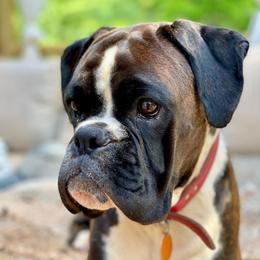 Gracie - Boxer