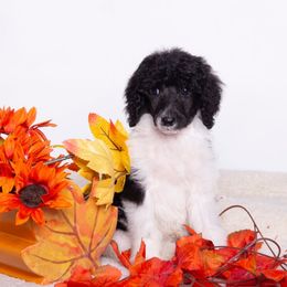 Everett - Silver male Poodle puppy in Meadowbrook, California from Standard Poodle Pups