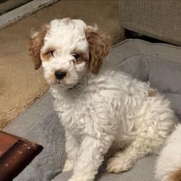 Hershey - Parti male Goldendoodle puppy in Danville, Virginia from Stella’s Stunning Goldendoodles of VA