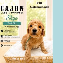 1400.00  Skye: Teal Collar - Apricot female Goldendoodle puppy in Raceland, Louisiana from Cajun Doodles