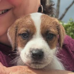 Boy 5 - Tan and white Jack Russell Terrier puppy in California from Kimberlite
