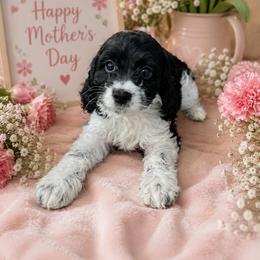Shadow - Black and white male Cockapoo puppy in Miami, Florida from Peshos Cockapoos