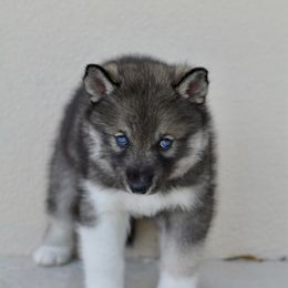 Siberian Husky Puppies from SoFlo Siberians