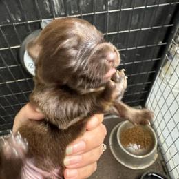 RTM -NBT - Red tri-color male Australian Shepherd puppy in Archie, Missouri from Beachin' Aussies