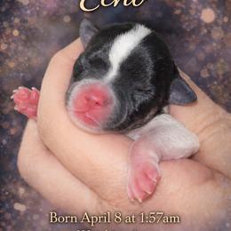 Echo - Black female Chihuahua puppy in New Castle, Delaware from Sasha’s Elite Kennel LLC