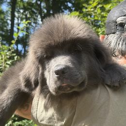 Shadow Special OFA - Gray male Newfoundland puppy in Falmouth, Michigan from Dyer Lake Newfoundland’s
