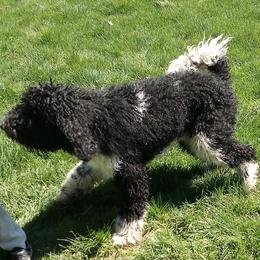Eric - Black and white male Aussiedoodle puppy in New Philadelphia, Ohio from Oldtown Doodles
