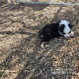 Flora - Black tri Miniature Australian Shepherd puppy in Snowflake, Arizona from Halfpint Aussies