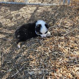 Flora - Black tri Miniature Australian Shepherd puppy in Snowflake, Arizona from Halfpint Aussies